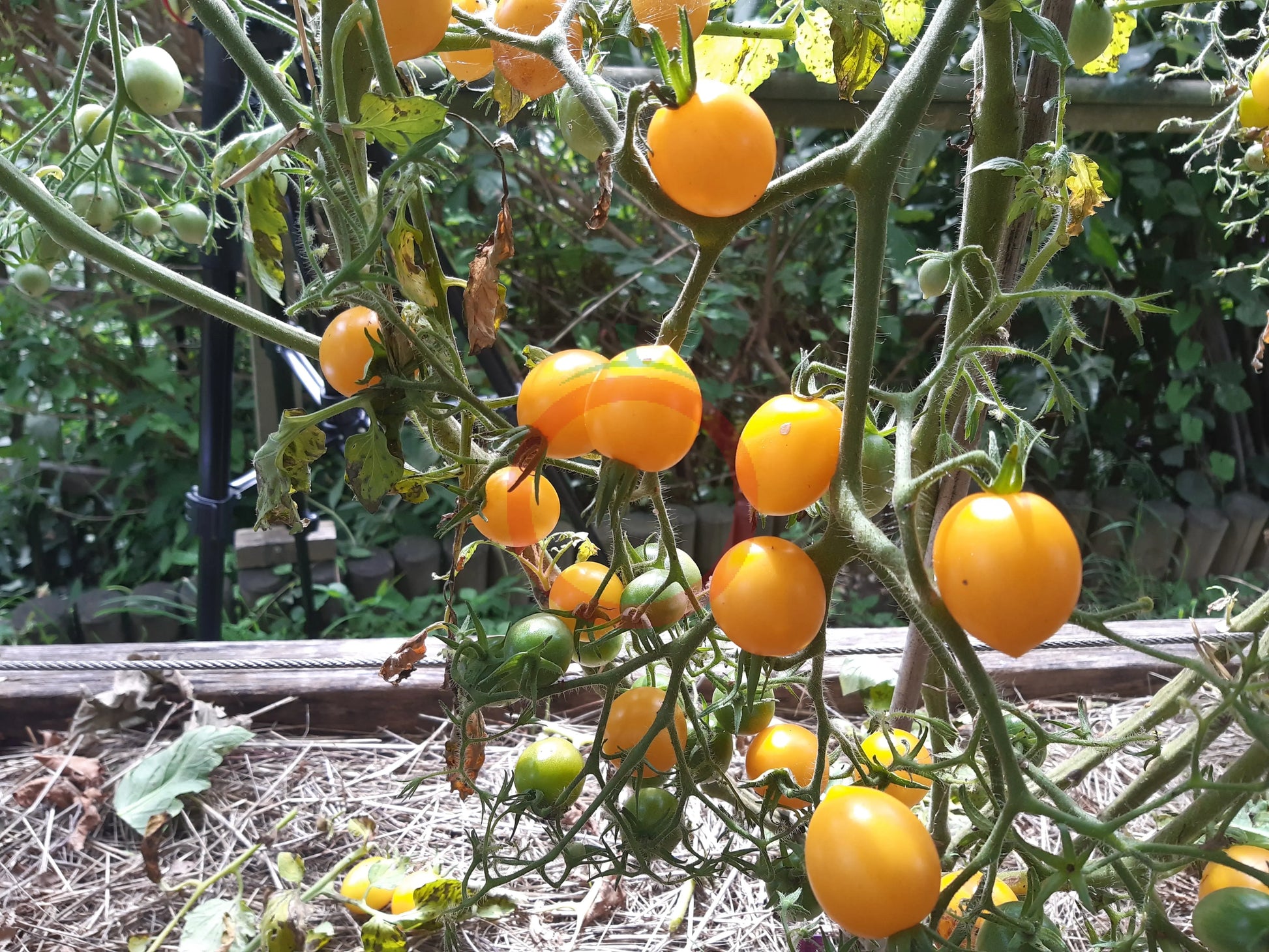 Centiflor Yellow DER TOMATENFLÜSTERER