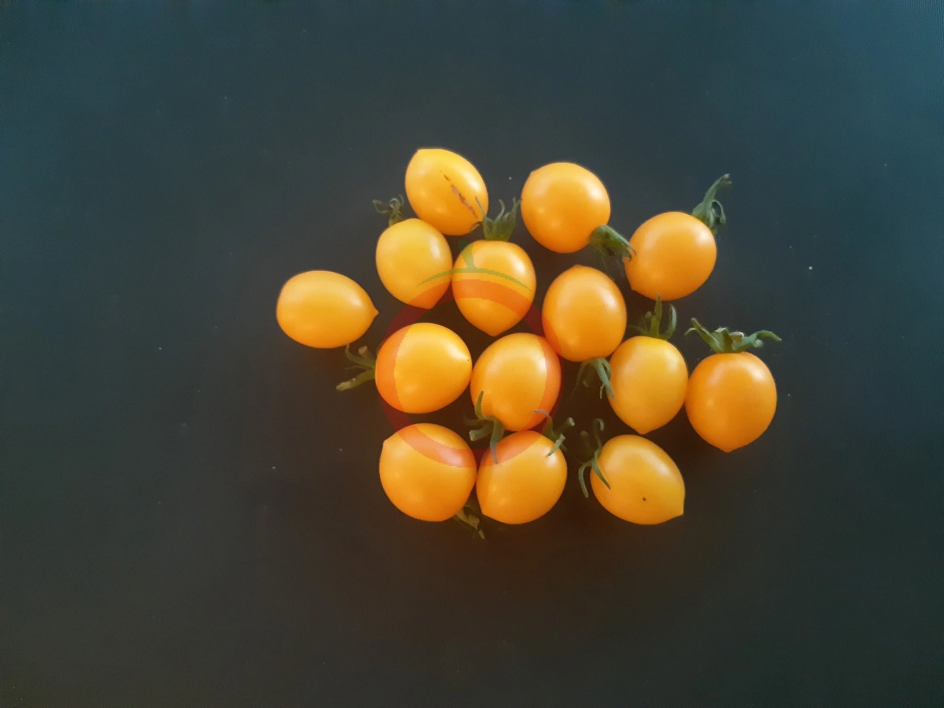 Centiflor Yellow DER TOMATENFLÜSTERER