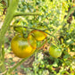 Chad´s Ford Green DER TOMATENFLÜSTERER