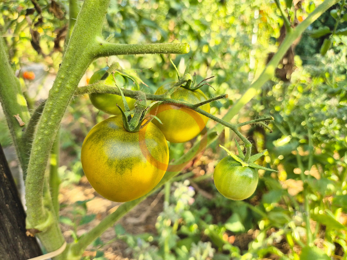 Chad´s Ford Green DER TOMATENFLÜSTERER