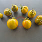Chad´s Ford Green DER TOMATENFLÜSTERER
