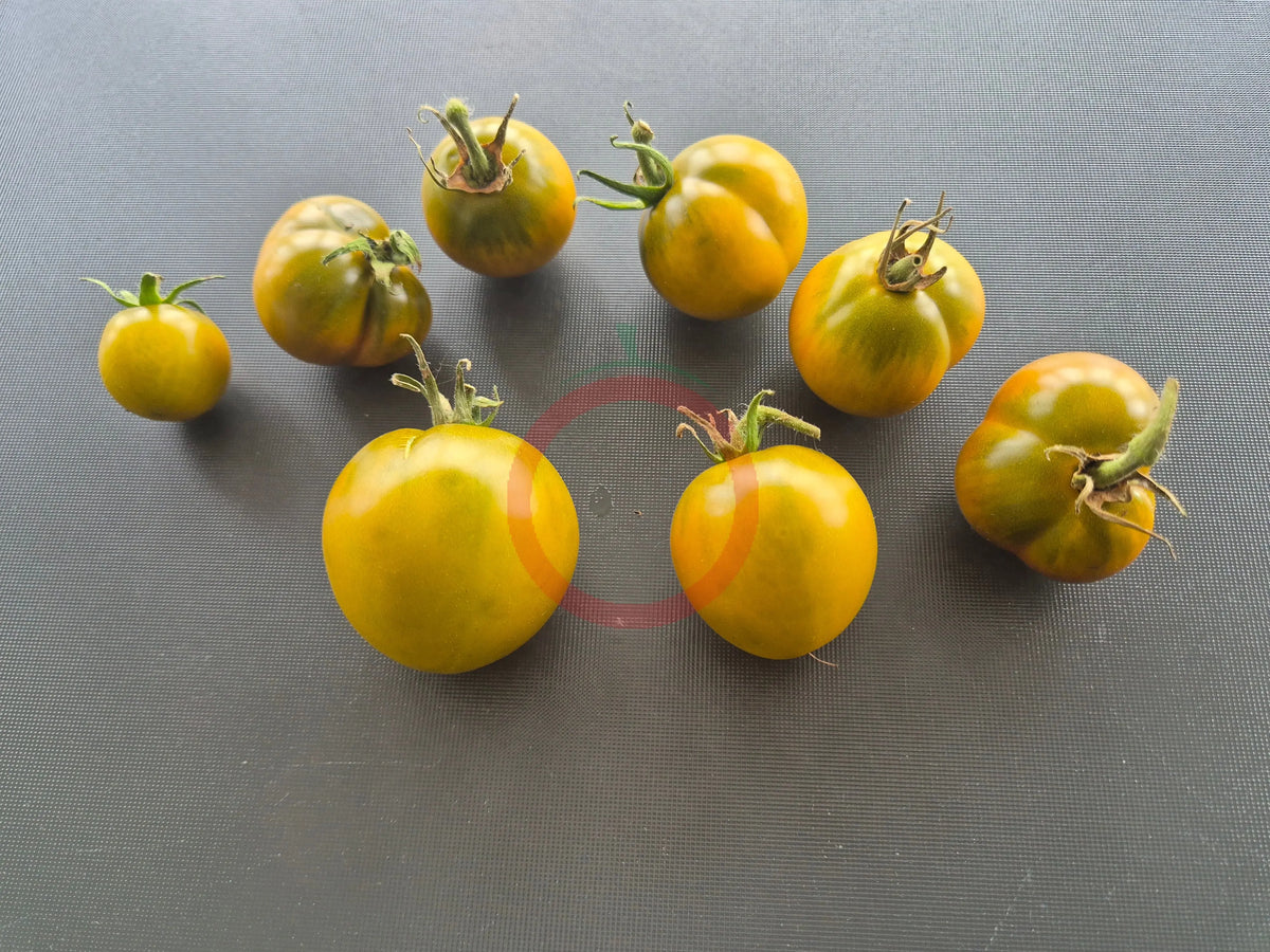 Chad´s Ford Green DER TOMATENFLÜSTERER