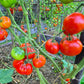 Chalk´s Early Jewel DER TOMATENFLÜSTERER