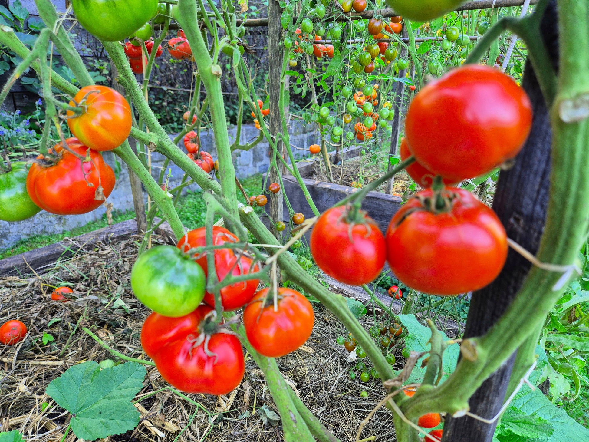 Chalk´s Early Jewel DER TOMATENFLÜSTERER