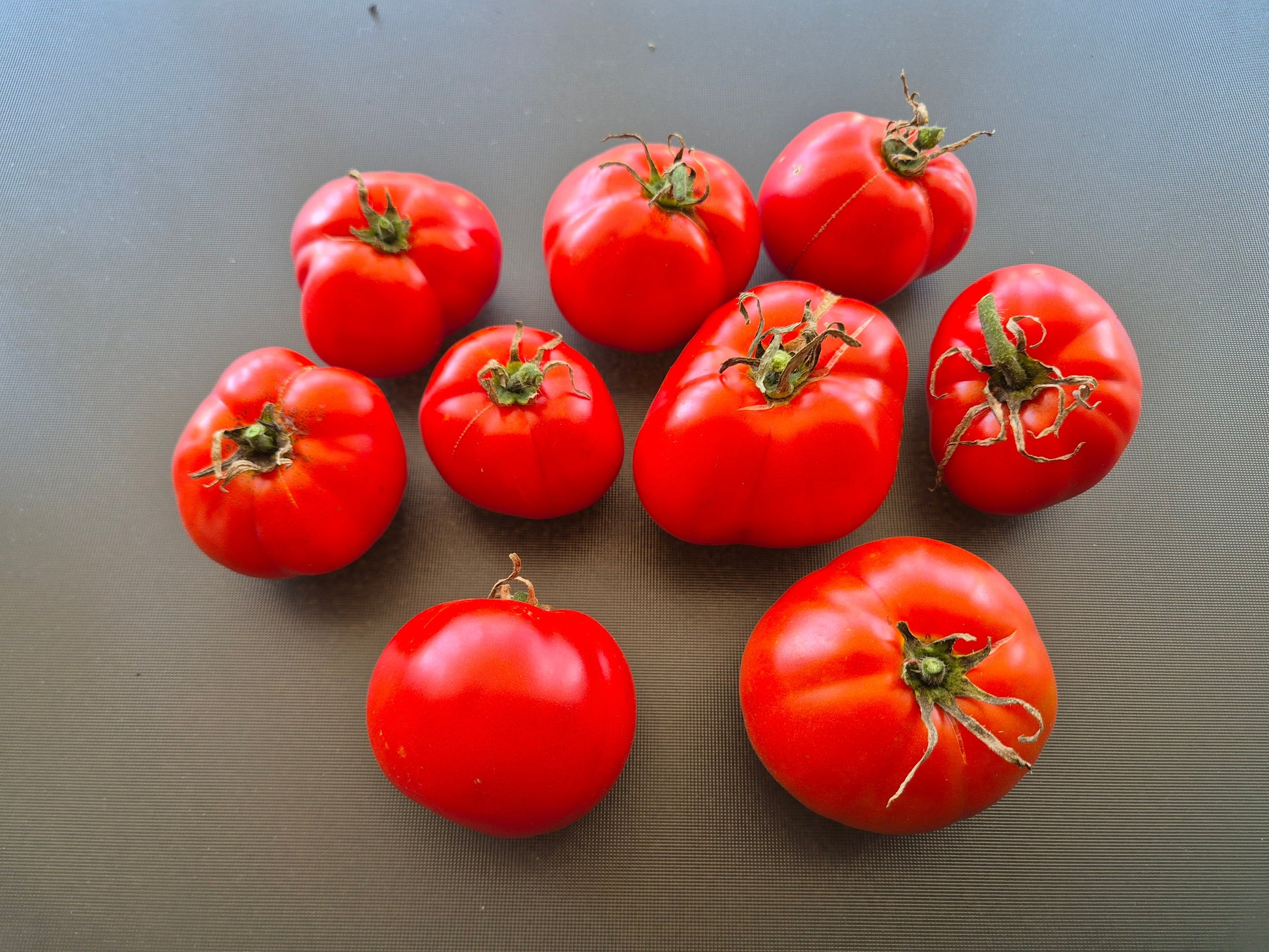 Chalk´s Early Jewel DER TOMATENFLÜSTERER