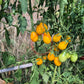 Chang Li DER TOMATENFLÜSTERER