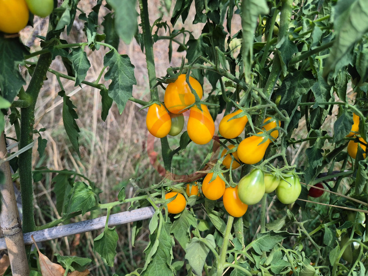 Chang Li DER TOMATENFLÜSTERER