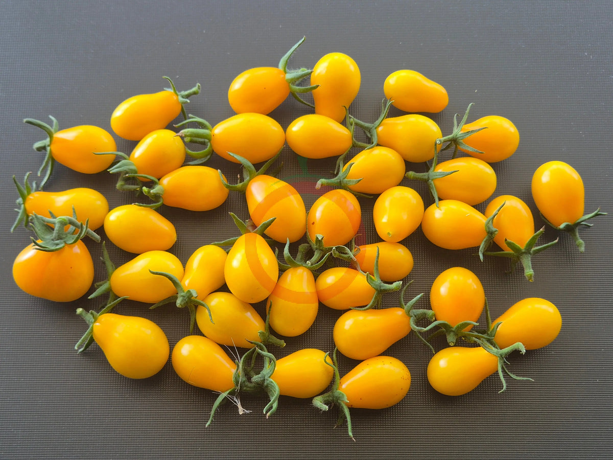 Chang Li DER TOMATENFLÜSTERER