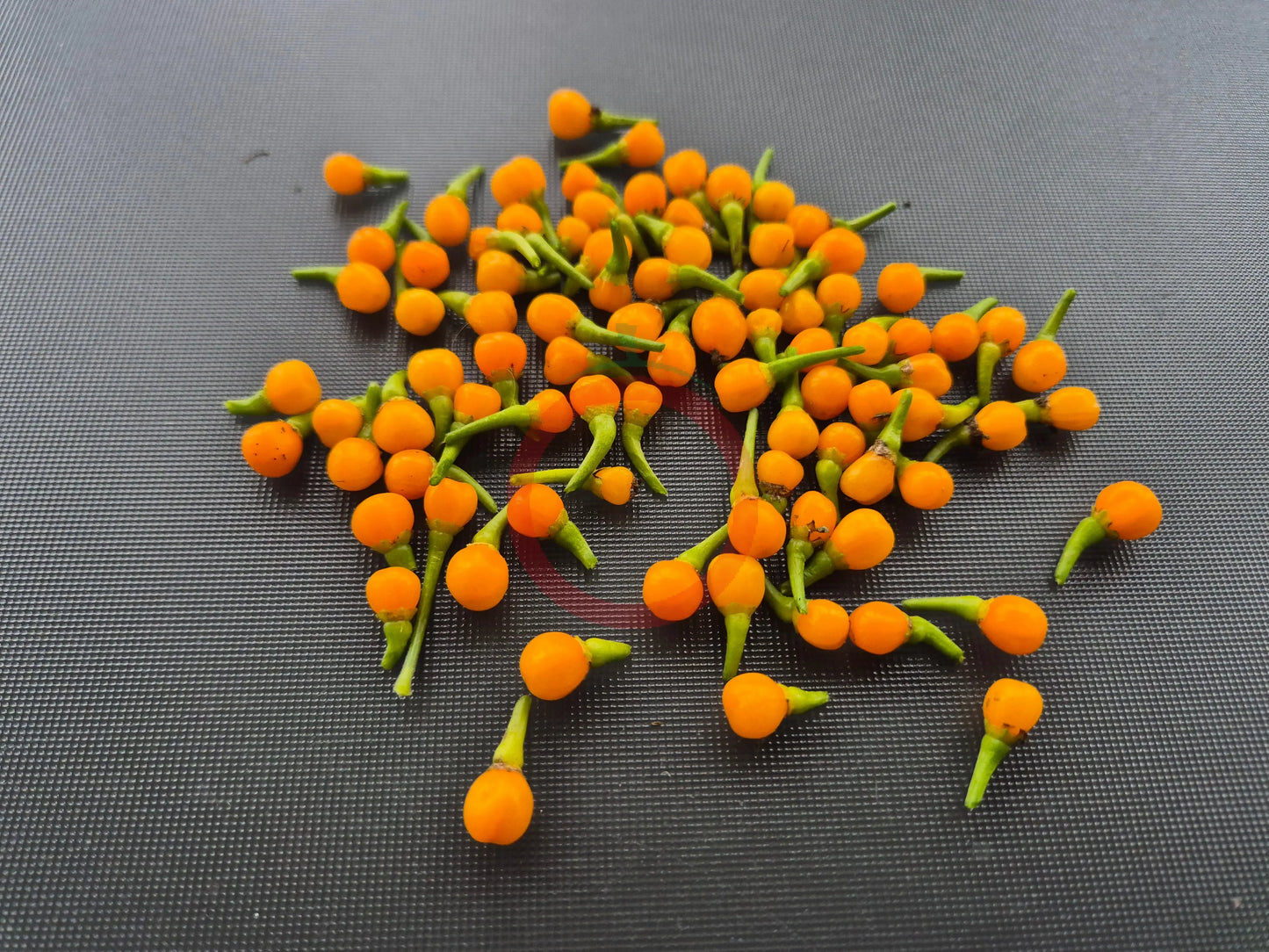 Charapita DER TOMATENFLÜSTERER