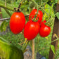 Charlie Scott´s Wartime DER TOMATENFLÜSTERER
