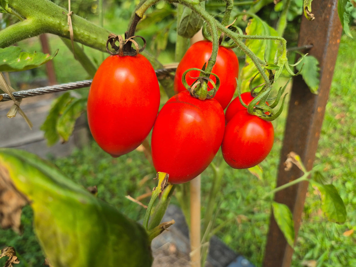 Charlie Scott´s Wartime DER TOMATENFLÜSTERER