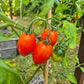 Charlie Scott´s Wartime DER TOMATENFLÜSTERER