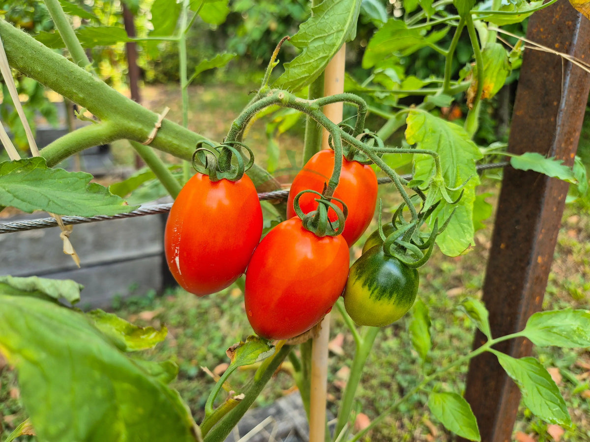 Charlie Scott´s Wartime DER TOMATENFLÜSTERER
