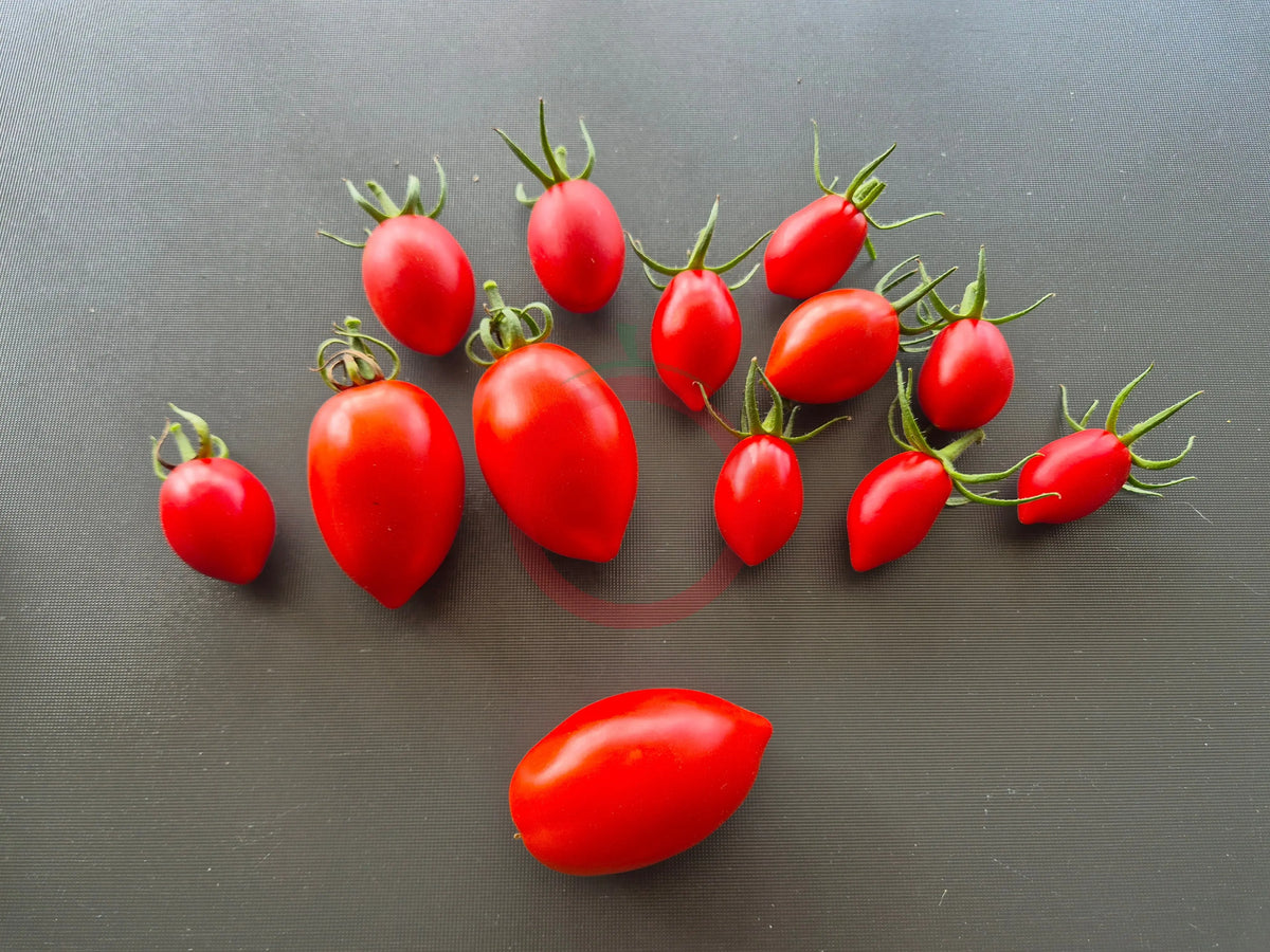 Charlie Scott´s Wartime DER TOMATENFLÜSTERER