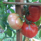 Chateau de Chartres DER TOMATENFLÜSTERER
