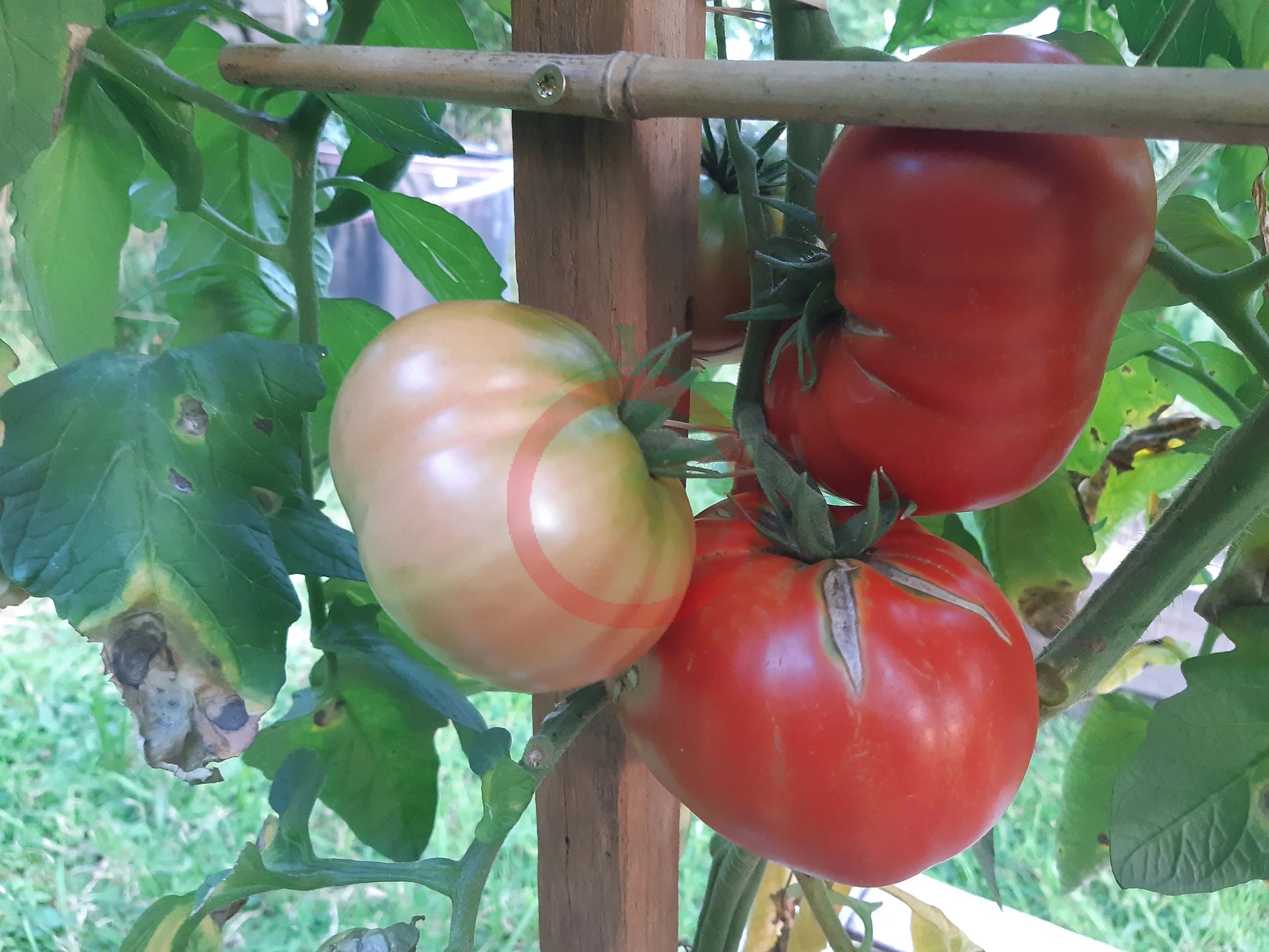 Chateau de Chartres DER TOMATENFLÜSTERER