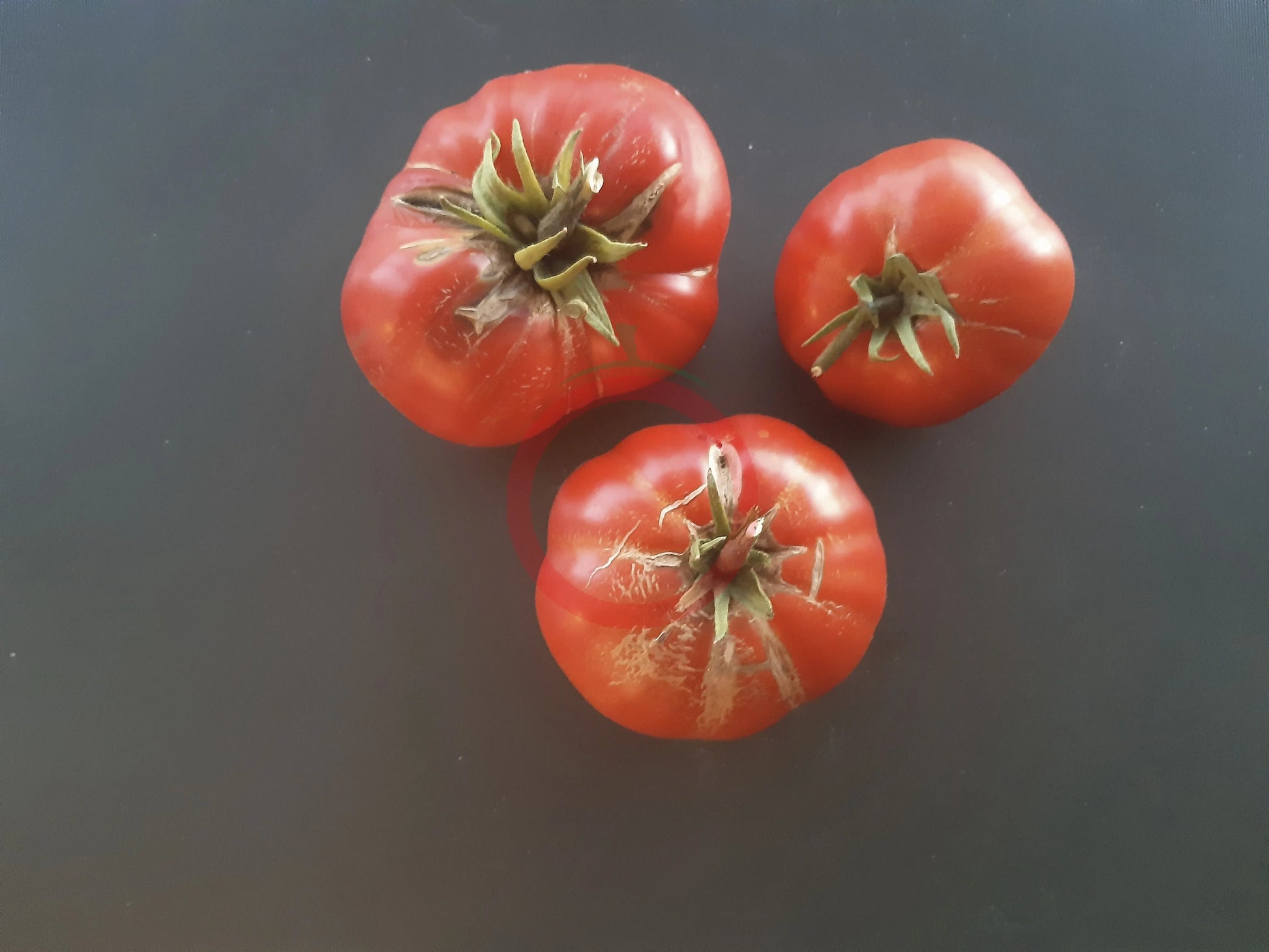 Chateau de Chartres DER TOMATENFLÜSTERER