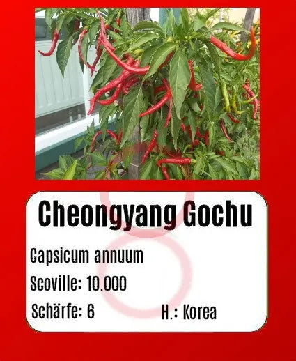 Cheongyang Gochu Chili DER TOMATENFLÜSTERER