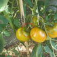 Cherokee Green DER TOMATENFLÜSTERER