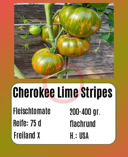 Cherokee Lime Stripes DER TOMATENFLÜSTERER