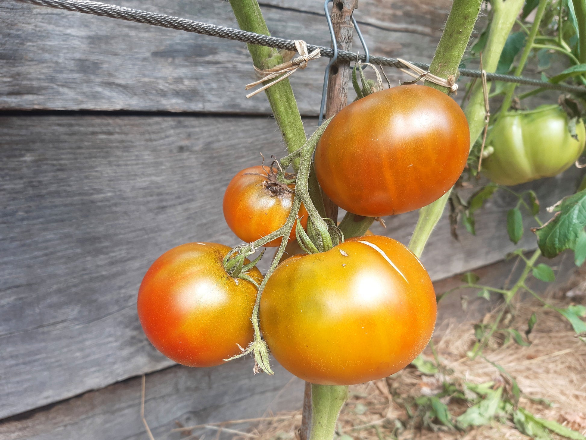 Cherokee Lime Stripes F3 ´Bronze´ DER TOMATENFLÜSTERER