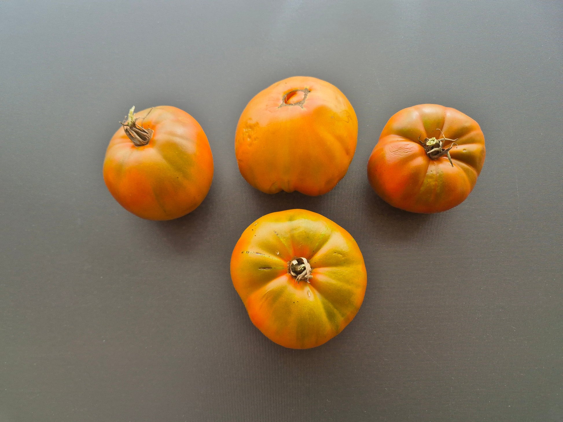 Cherokee Lime Stripes F3 ´Bronze´ DER TOMATENFLÜSTERER