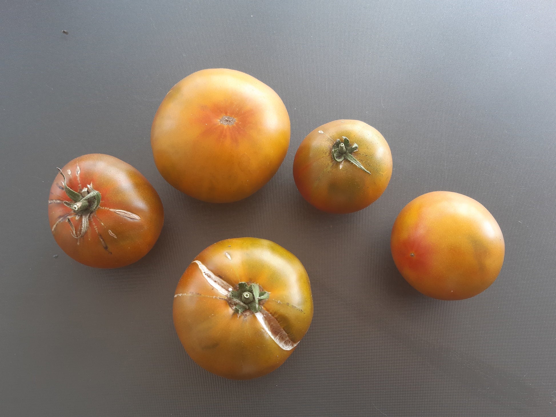 Cherokee Lime Stripes F3 ´Bronze´ DER TOMATENFLÜSTERER