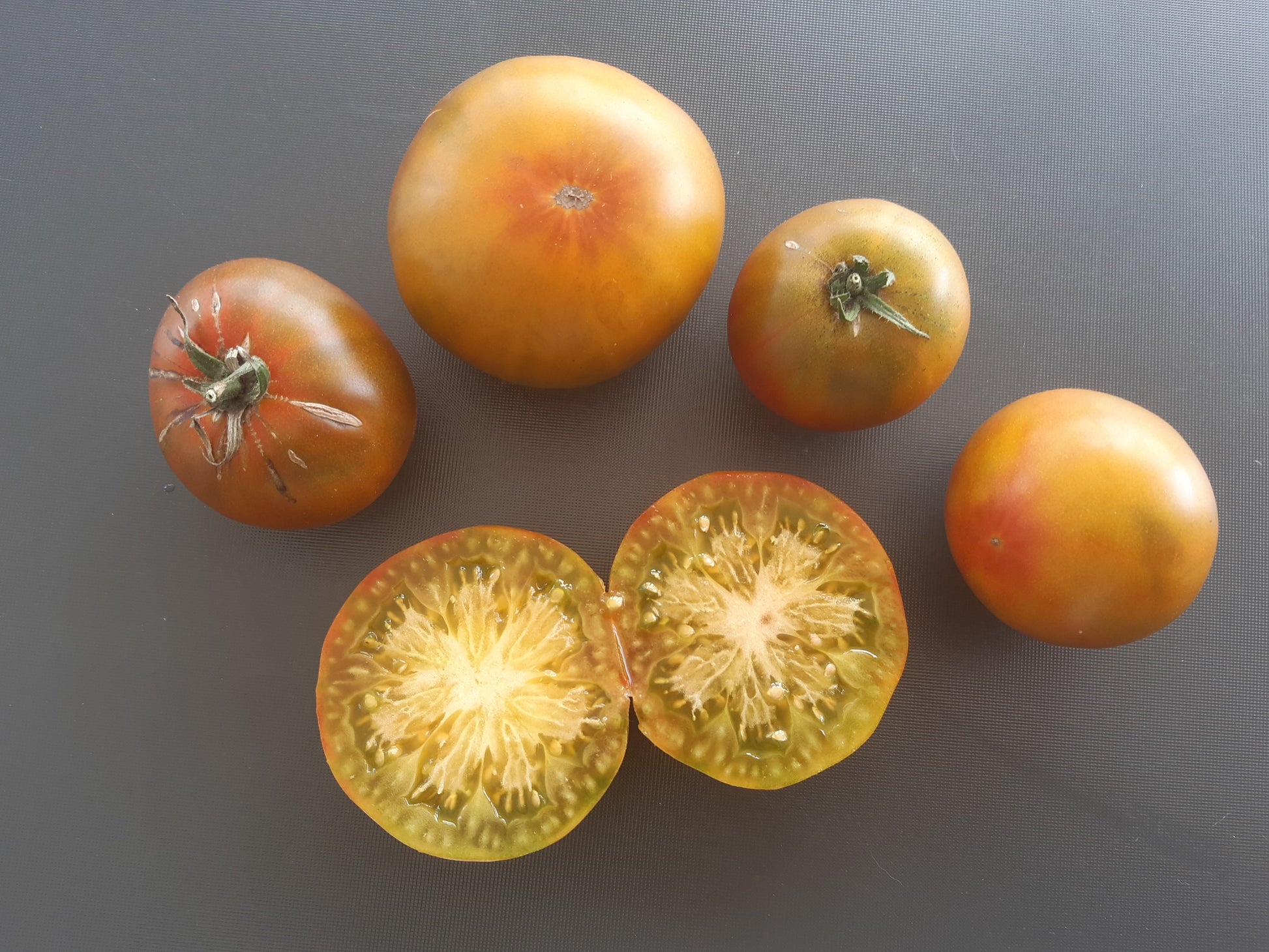 Cherokee Lime Stripes F3 ´Bronze´ DER TOMATENFLÜSTERER
