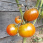 Cherokee Lime Stripes F3 ´Bronze´ (Kopie) DER TOMATENFLÜSTERER