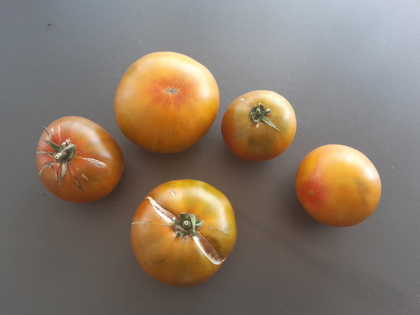 Cherokee Lime Stripes F3 ´Bronze´ (Kopie) DER TOMATENFLÜSTERER