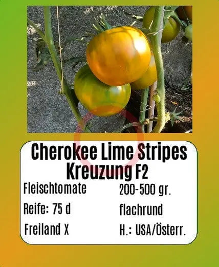 Cherokee Lime Stripes Kreuzung F2 DER TOMATENFLÜSTERER