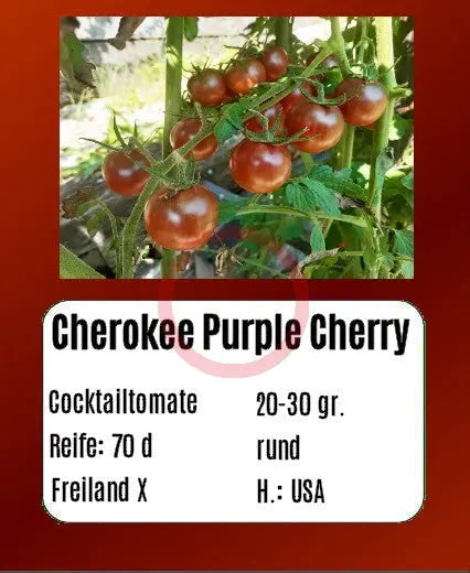 Cherokee Purple Cherry DER TOMATENFLÜSTERER