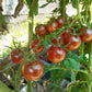 Cherokee Purple Cherry DER TOMATENFLÜSTERER