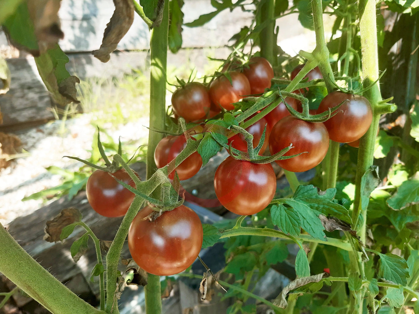 Cherokee Purple Cherry DER TOMATENFLÜSTERER