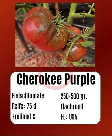 Cherokee Purple DER TOMATENFLÜSTERER