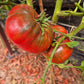 Cherokee Purple DER TOMATENFLÜSTERER