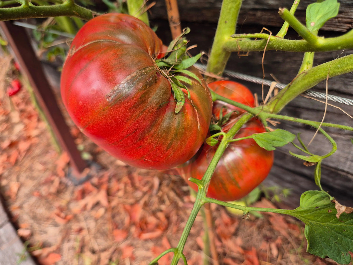 Cherokee Purple DER TOMATENFLÜSTERER