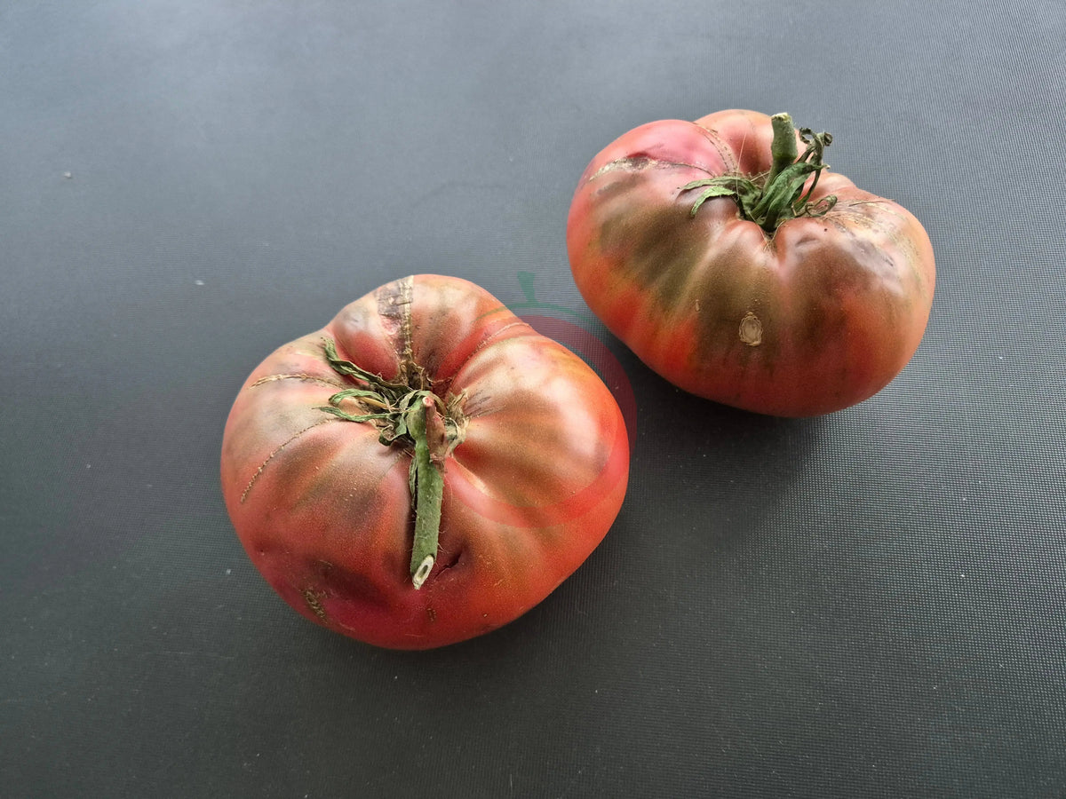 Cherokee Purple DER TOMATENFLÜSTERER