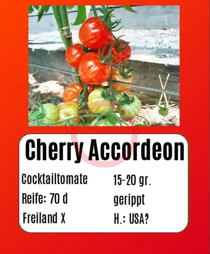 Cherry Accordeon DER TOMATENFLÜSTERER