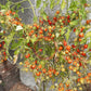 Cherry Accordeon DER TOMATENFLÜSTERER