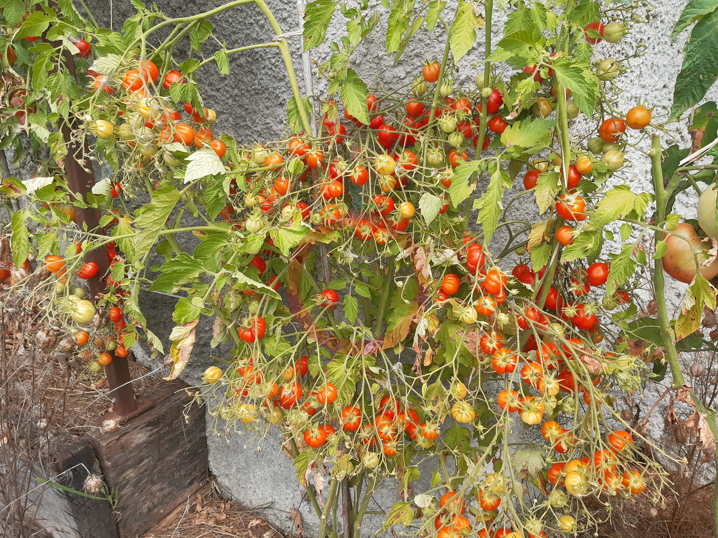 Cherry Accordeon DER TOMATENFLÜSTERER
