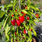 Cherry Bomb DER TOMATENFLÜSTERER