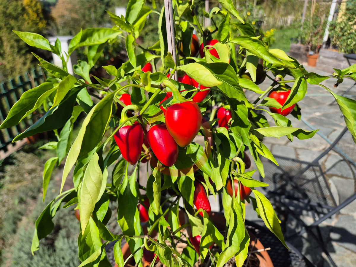 Cherry Bomb DER TOMATENFLÜSTERER