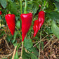 Chervena Chushka DER TOMATENFLÜSTERER