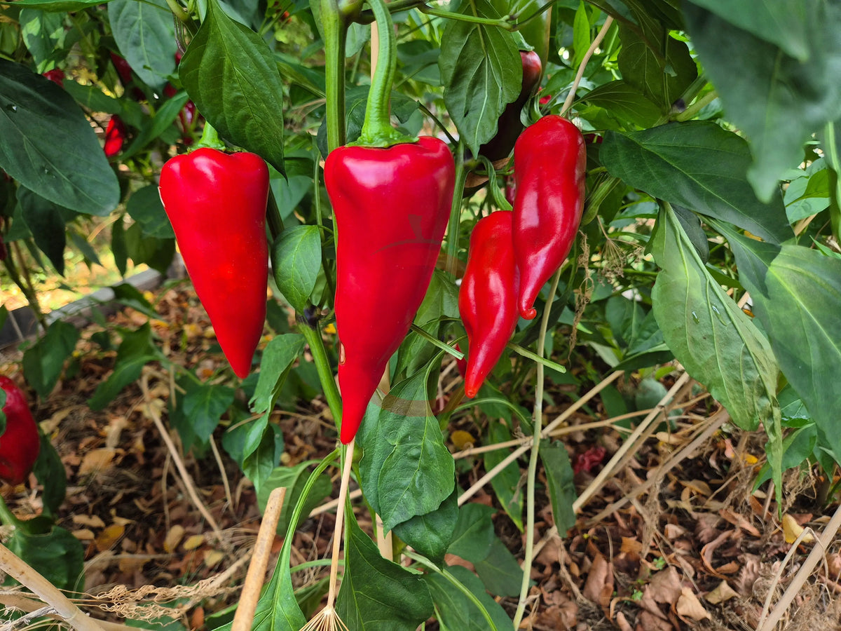 Chervena Chushka DER TOMATENFLÜSTERER