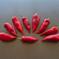 Chervena Chushka DER TOMATENFLÜSTERER