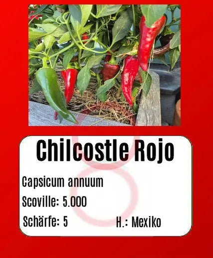 Chilcostle Rojo DER TOMATENFLÜSTERER