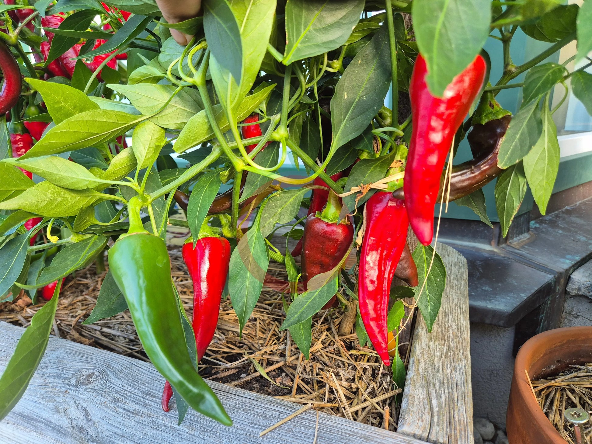 Chilcostle Rojo DER TOMATENFLÜSTERER