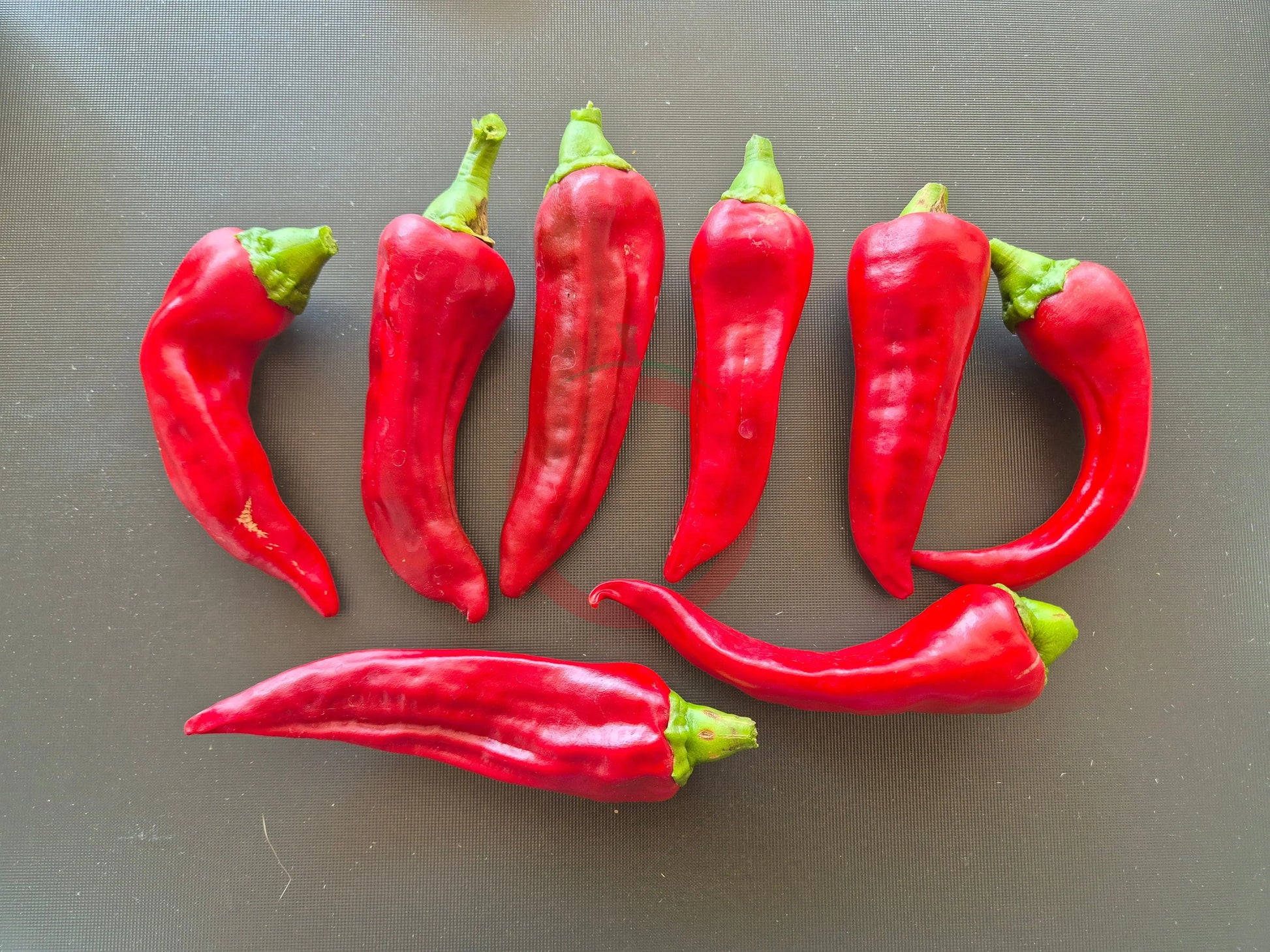 Chilcostle Rojo DER TOMATENFLÜSTERER