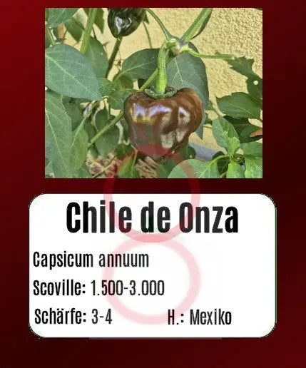 Chile de Onza DER TOMATENFLÜSTERER